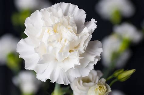 Terkeren 15 Foto Bunga Putih Gambar Bunga Indah