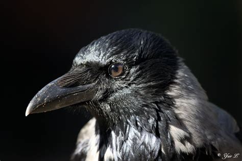 Crow Close Up By Yair Leibovich On Deviantart