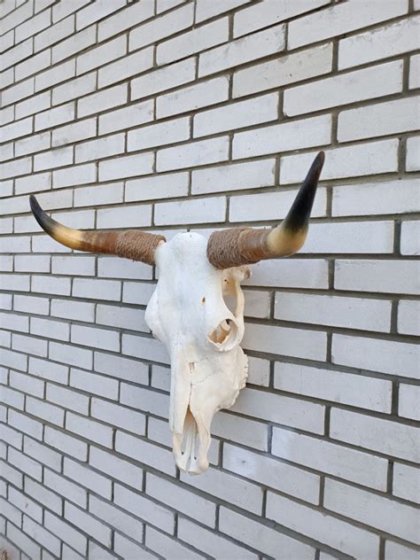 Real Bull Skull Processed And Whitened Big Horns Home Etsy