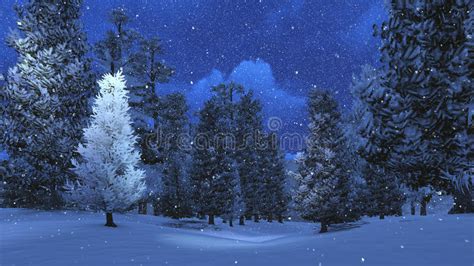 Snowy Pine Forest At Snowfall Night Stock Photo Image Of