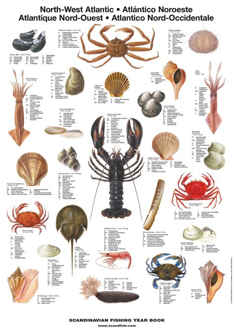 Different Types Of Shellfish Ubicaciondepersonascdmxgobmx