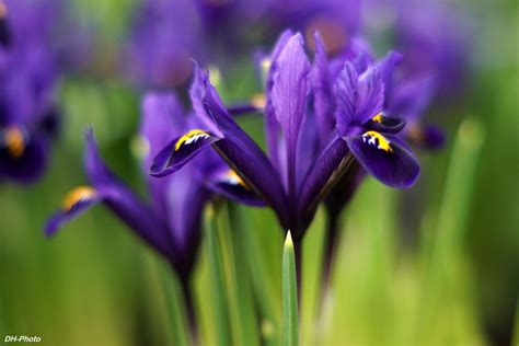 Blue Dwarf Iris Klaus Heinemann 500px цветы красота красивое