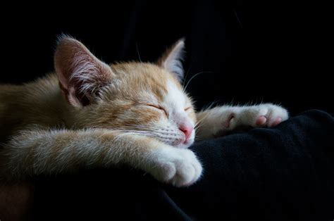 Why Do Cats Sleep So Much Cat Information Mad Paws Blog