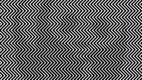 Find The Hidden Animal Illusion In The Squiggly Picture