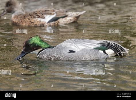 Falcated Duck Hi Res Stock Photography And Images Alamy
