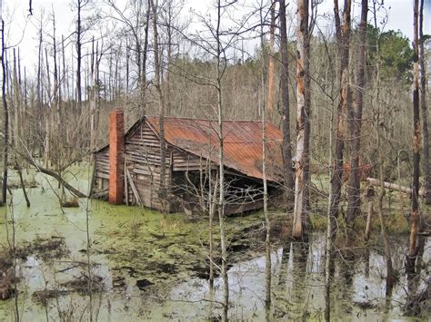 We can arrange daytime nighttime fishing charters or swamp tours with our knowledgeable and experienced guides. House in swamp, SC. | Swamp, Landscape scenery, Abandoned ...