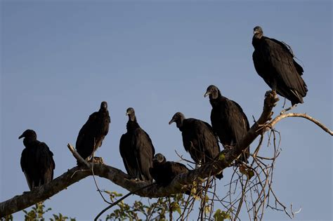 Mfbf Issuing Black Vulture Depredation Permits Mississippi Farm