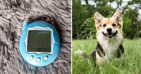 Nostalgic This Dog Named Tamagotchi Also Died In Two Weeks