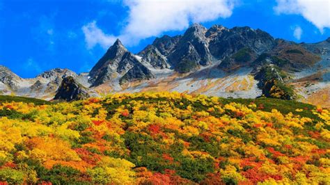 Green Yellow Red Bushes Plants Rocky Mountain Peaks Blue Sky White