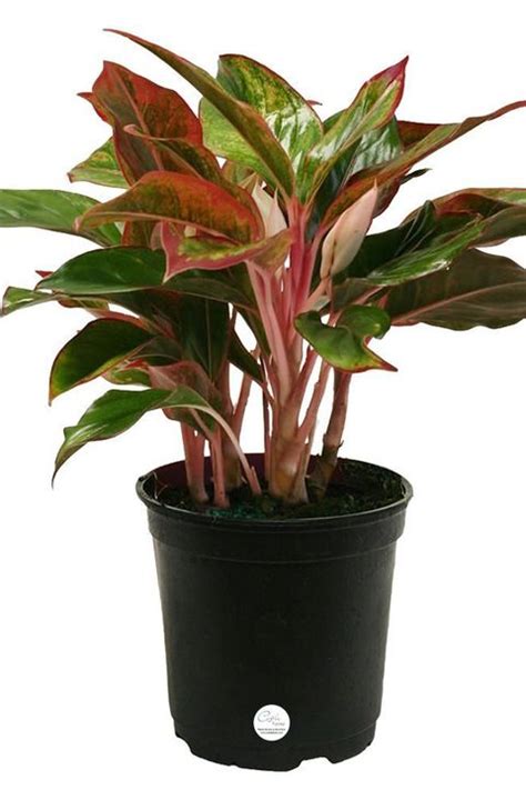 Learn the best indoor plants for different rooms of your house, plus how to water and care for orchids, chrysanthemums, cyclamen, amaryllis, kalanchoe, and more. 30 Houseplants That Can Survive Low Light - Best Indoor Low Light Plants