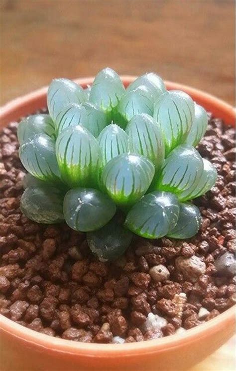 Haworthia Cooperi A Fleshy Plump Succulent Between The Color And The Reflective Blog