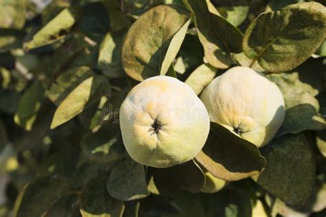 Large Yellow Fruits Quince On The Tree Are Ready To Harvest Stock