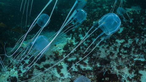 Box Jellyfish Adaptations National Geographic