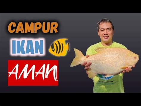 Kegunaan Ikan Di Kolam Lobster Air Tawar YouTube