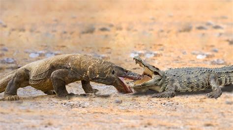 Crocodile Attacks Komodo Dragon To The Last Breath Youtube