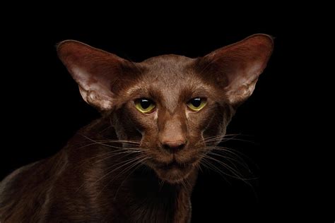 Portrait Of Brown Oriental Cat On Isolated Black Background Photograph