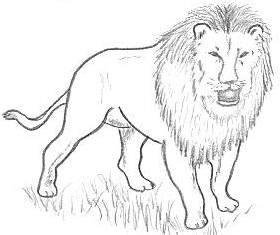 Charcoal drawing, 8x10 original lion art, lion drawing, lion sketch, charcoal lion, charcoal sketch, african cat. lion drawing for children