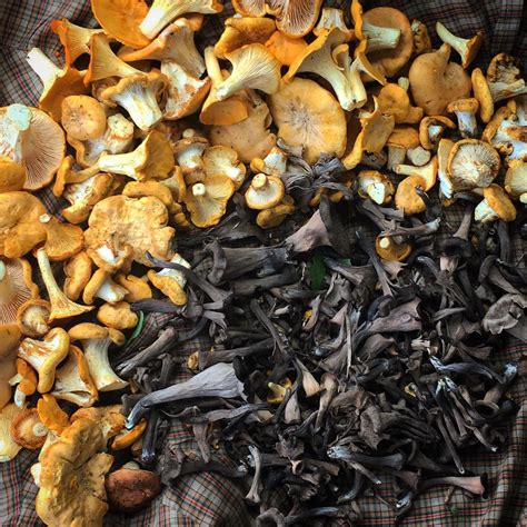 Mushroom Hunting And Foraging In Minnesota