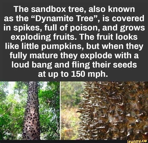 The Sandbox Tree Also Known As The Dynamite Tree Is Covered In