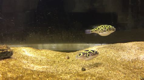 Green Spotted Figure 8 Puffers Eating Snail 55g Brackish Tank Youtube