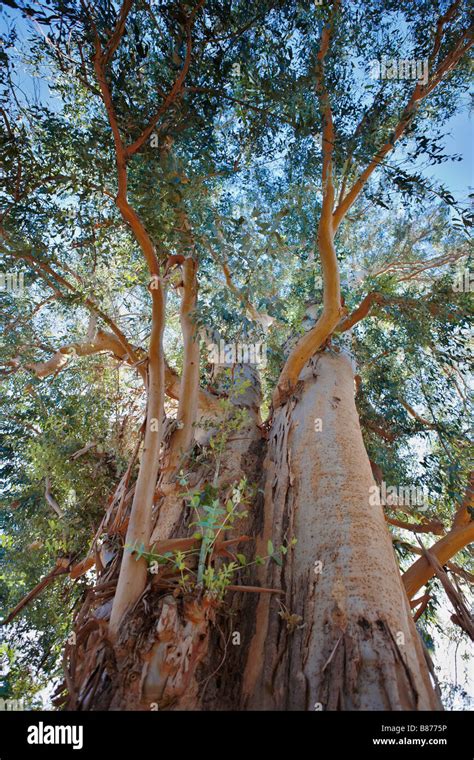 Tasmanian Blue Gum Tree Growing In Los Angeles County Arboretum And