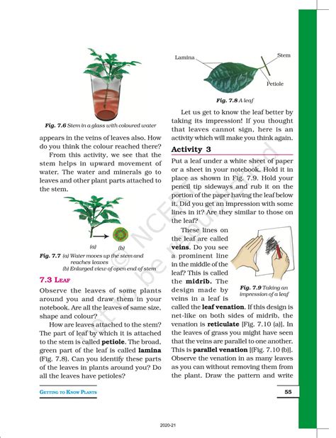 Getting To Know Plants Ncert Book Of Class 6 Science