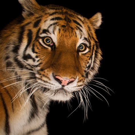 Digital Prints Amur Tiger Wild Side Prints Art And Collectibles Pe