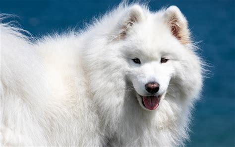 Download Wallpapers Samoyed Large White Dog Fluffy Cute Animals Pets