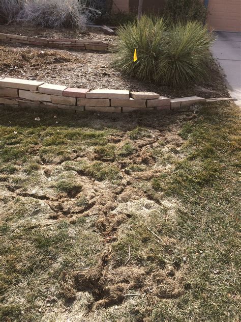 Prevent And Repair Vole Damage In Your Colorado Lawn