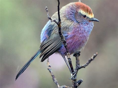 Meet The White Browed Tit Warbler The Rainbow Colored Bird In