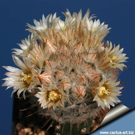 Escobariopsis lasiacantha, chilita lasiacantha, chilita lengdobleriana, cactus lasiacanthus & neomammillaria. Mammillaria pennispinosa