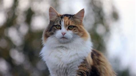 Manx Cat Breed Information And Pictures Cyberpet
