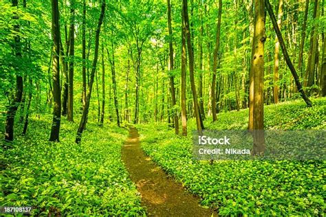 Blooming Wild Garlic In Beech Tree Forest Stock Photo Download Image