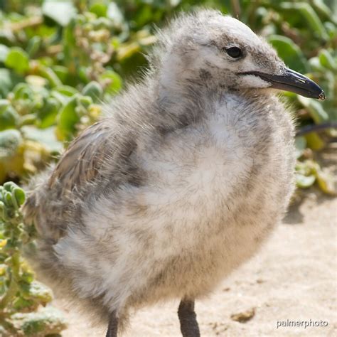 Baby Seagull By Palmerphoto Redbubble
