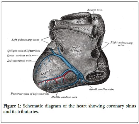 It is present in all mammals, including humans. anatomy-physiology-coronary-sinus
