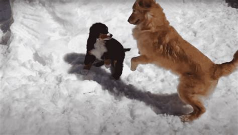 New Friendship For Golden Retriever And Bernese Dog The Dog Pals
