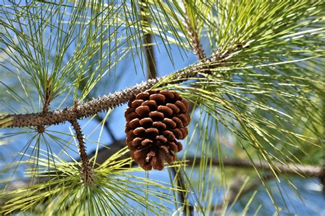 Types Of Pine Cone Trees