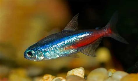 The Ultimate Guide To Sucessfully Keeping Neon Tetras Fishkeeping Advice