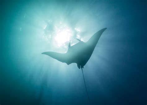 The Secret Life Of Manta Rays