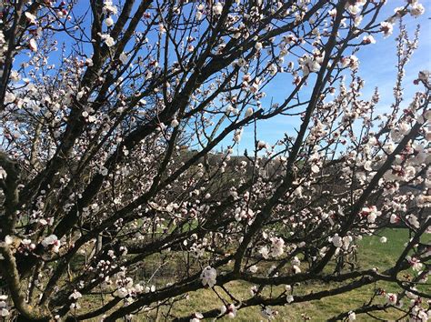 SPRING CELEBRATIONS AROUND THE WORLD