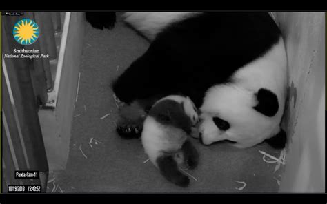 Smithsonian National Zoo Panda Cam 2013 10 19 At 34433 P Flickr