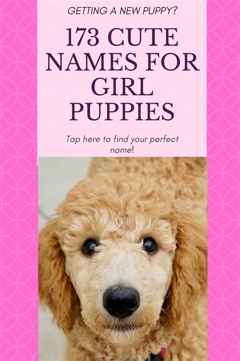Are You Getting A Girl Puppy Click Here For 173 Cute Name Ideas