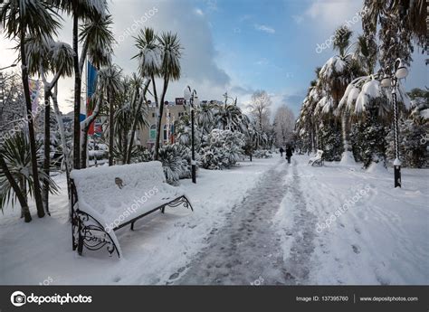 Russia Sochi One Of City Streets In The Winter Palm Trees In Snow