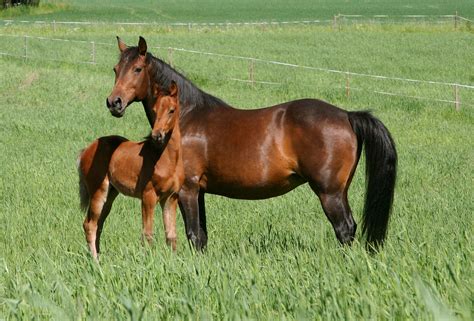 American Standardbred Horse Gallop To Discover