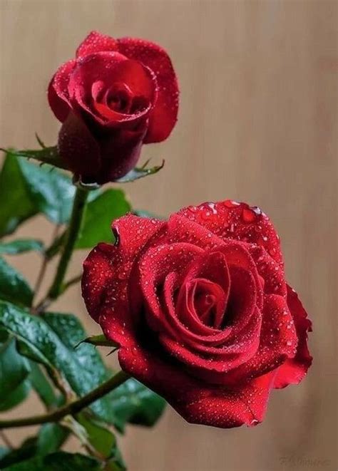 Pin By Gerald Ellwanger Info On Flowers Red Roses Rose Beautiful