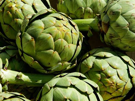 Artichaut en fleur, semaine de légumes frais d'été à l'omnicuiseur, velouté de fonds d'artichaut. Tout savoir sur l'artichaut Camus | Potager City