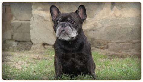 Kennel club assured breeder ukas we are a small kennel based in ayrshire scotland. Adore Frenchies | French Bulldogs in Chapel Hill, NC