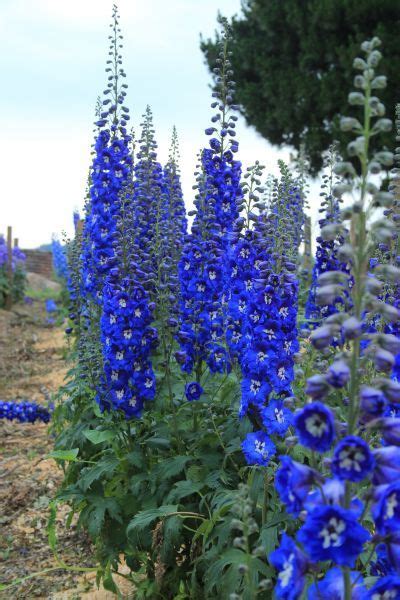 Some, such as the fragrant oriental lilies, stay short and don't need support. Delphinium New Millennium Hybrid elatum 'Cobalt Dreams ...