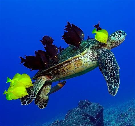 17 Best Images About Ocean Inspiration Photography On