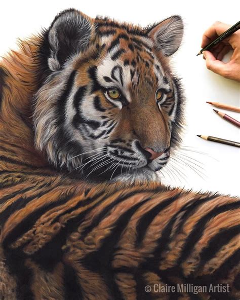 Tiger Colored Pencil Drawing
